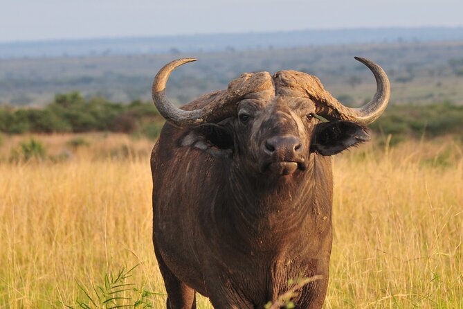 9 Days Custom Circuit of Uganda Safari - Day 3: Safari in Queen Elizabeth National Park