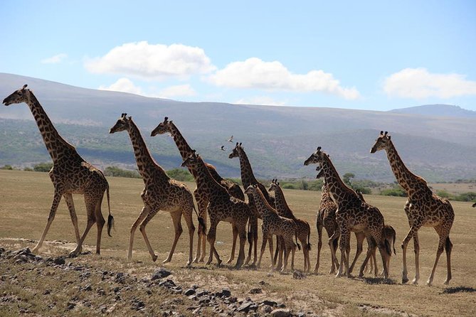 9-Days High End Road and Air Kenya Safari - Good To Know