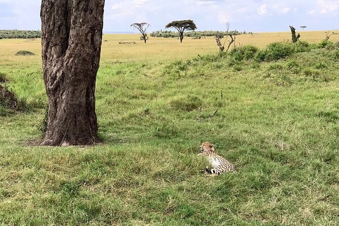 9-Days High End Road and Air Kenya Safari - Pricing and Reviews