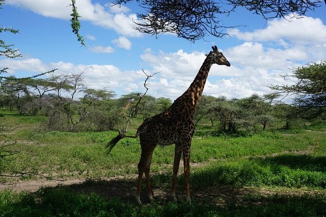 9-Days High End Road and Air Kenya Safari - Frequently Asked Questions