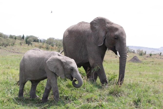 9 Days Honeymoon Private Safari and Zanzibar Beach Tour - Good To Know