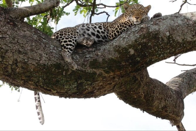 9 Days Honeymoon Private Safari and Zanzibar Beach Tour - Travel Tips