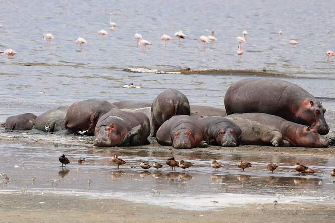 9 Days Honeymoon Private Safari and Zanzibar Beach Tour - Frequently Asked Questions