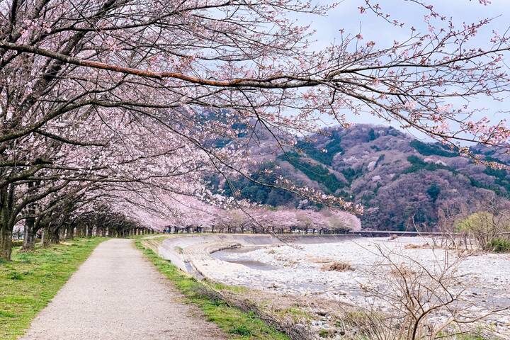 9 Days Japan Golden Tour Package WITH OISHI PARK by Delightful Travel - A Golden Route with a Fuji-side pause