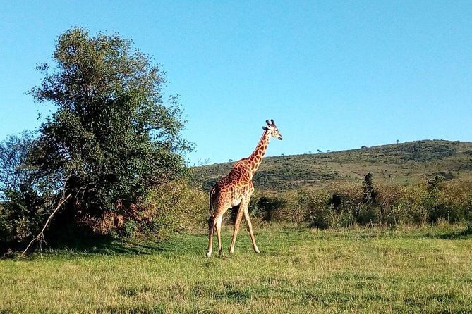 9 Days Kenya Classic Lodge Safari - The Sum Up