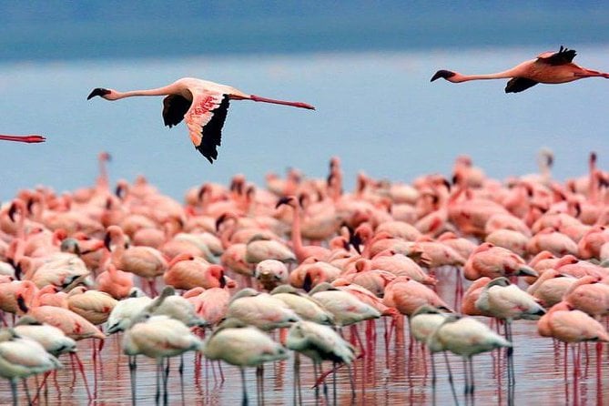9 Days Kenya Family Safari Holiday Packages - Good To Know