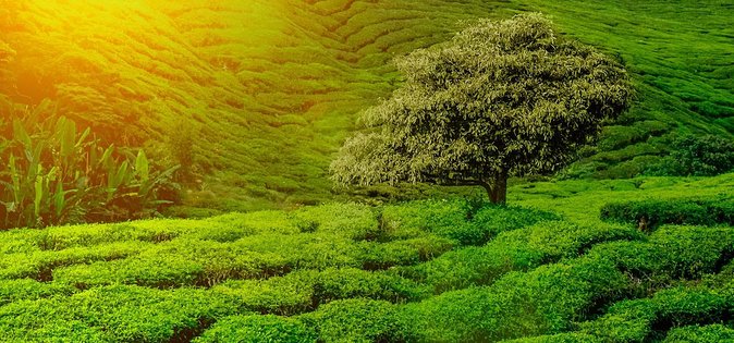 9 Days Lifetime Experience in Sri Lanka - Overview of the Tour