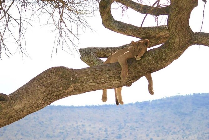 9 Days Private Guided Classic Game Drive in Tanzania - The Sum Up