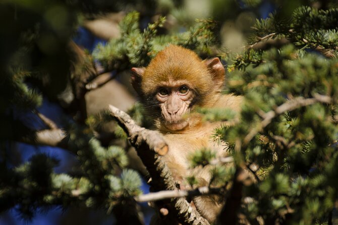 9 Days Private Guided Tour in Morroco - The Sum Up