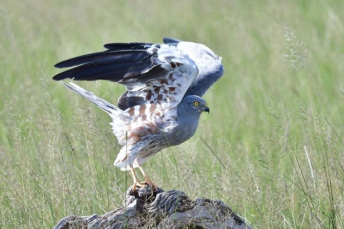 9 Days Samburu- Nakuru- Mara-Naivasha- Amboseli Wild Safari - Day 2: Nakuru National Park