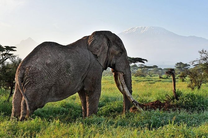 9 Days Samburu- Nakuru- Mara-Naivasha- Amboseli Wild Safari - Day 3: Maasai Mara Game Reserve