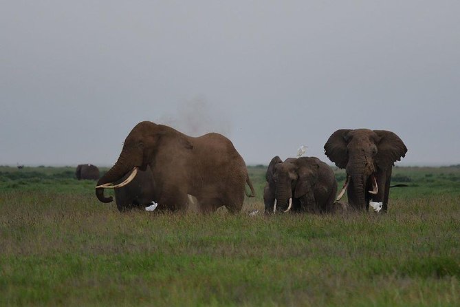 9 Days Samburu- Nakuru- Mara-Naivasha- Amboseli Wild Safari - Day 7: Amboseli Safari Adventures