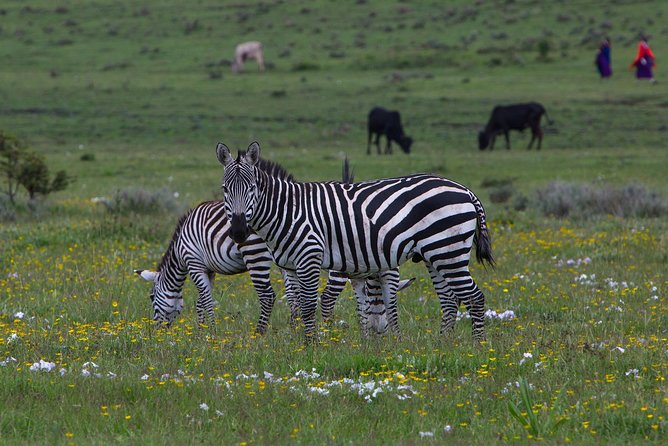 9 Days Tarangire, Serengeti, Ngorongoro Crater & Manyara Camping Safari Tour - Tour Highlights