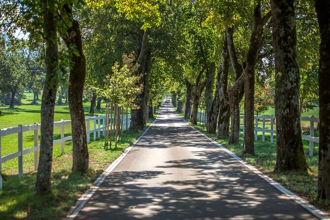 9 Days Tour to Discover Slovenia - Transportation Details