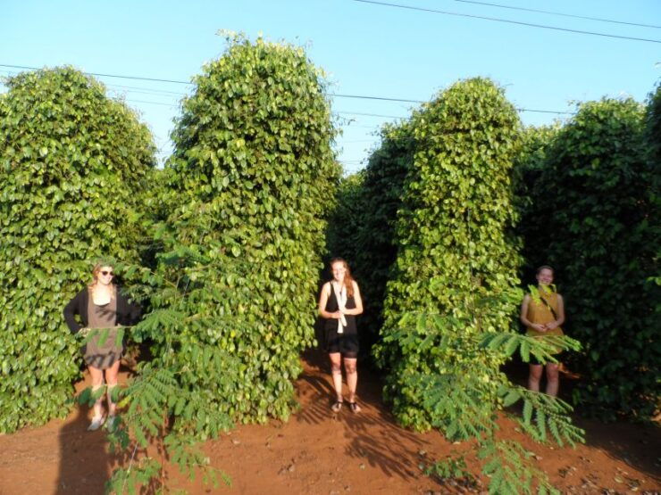 9-Hour Dalat Outskirt Tour With 3 Stunning - Majestic Falls - Tour Experience