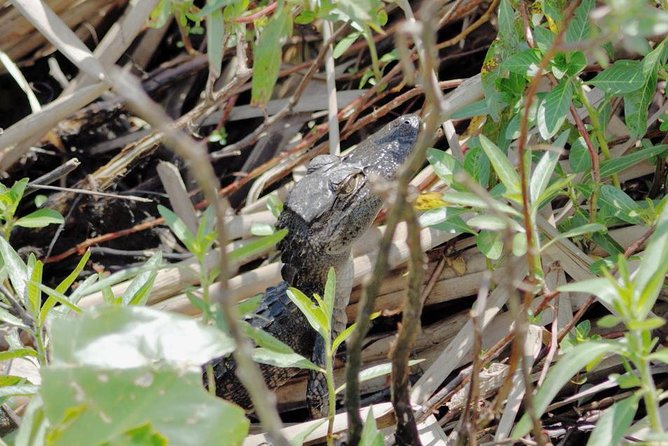 90-min Everglades Airboat Tour in Central Florida - Wildlife Viewing