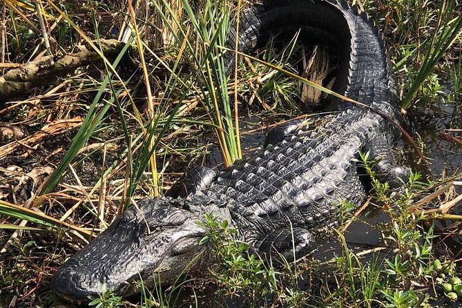 90-min Everglades Airboat Tour in Central Florida - Live Commentary