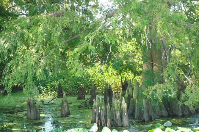 90-min Everglades Airboat Tour in Central Florida - The Sum Up