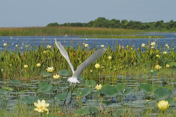 90 Minute Airboat Tour in the Florida Everglades - Exploring the Florida Everglades on a 90-Minute Airboat Adventure