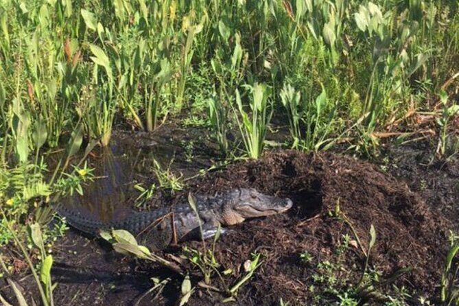 90 Minute Airboat Tour in the Florida Everglades - Good To Know