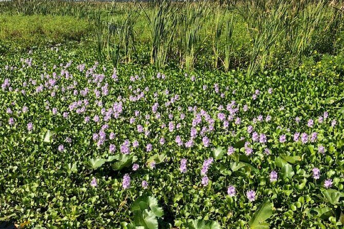 90 Minute Airboat Tour in the Florida Everglades - The Value for Travelers