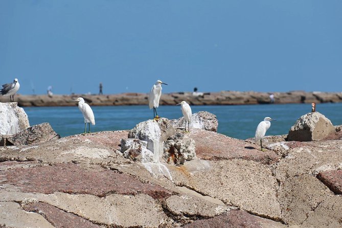 90-Minute Dolphin Watch Tour of South Padre Island - Address Issue