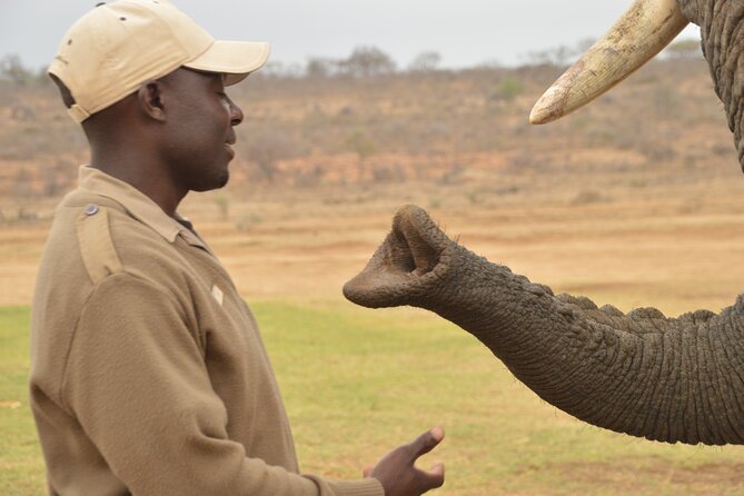 90-minute Elephant Watching Experience in Hoedspruit - Experience Details and Logistics