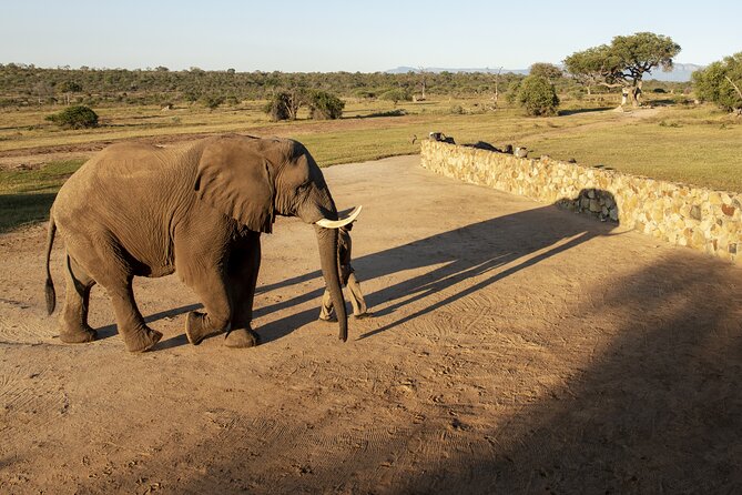 90-minute Elephant Watching Experience in Hoedspruit - Cancellation and Refund Policy