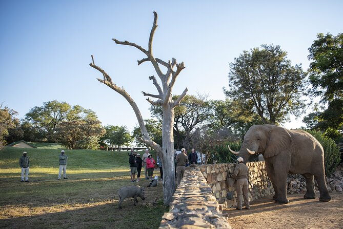 90-minute Elephant Watching Experience in Hoedspruit - Pricing and Contact Information