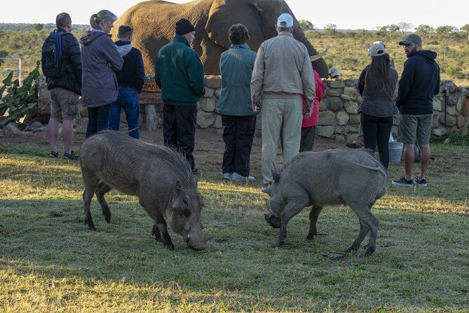 90-minute Elephant Watching Experience in Hoedspruit - Confirmation and Accessibility