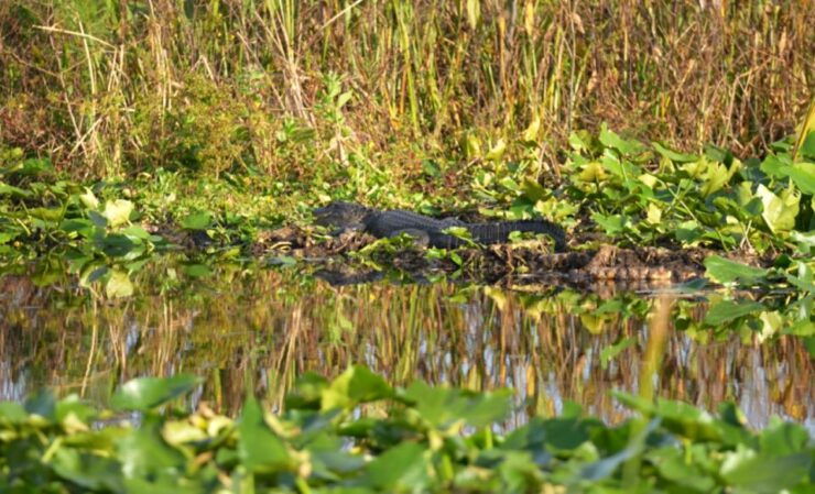 90 Minute Everglades Cruise - Cruise Highlights