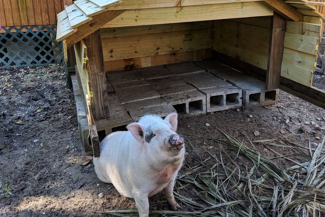 90-Minute Jean Lafitte Swamp and Bayou Tour With Transportation - Miscellaneous Details