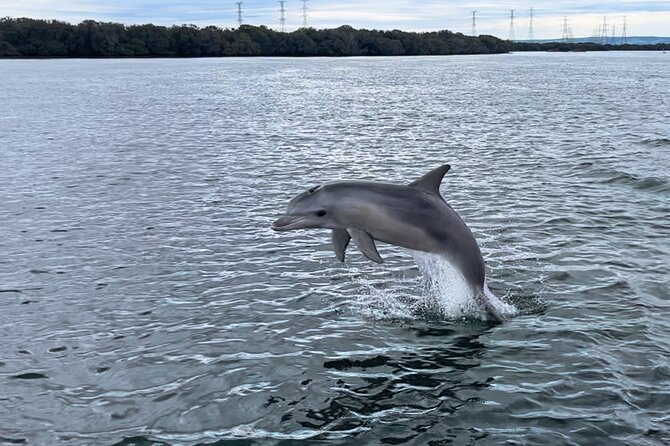 90 Minute Port River Dolphin & Ships Graveyard Cruise - Dolphin Viewing Experience