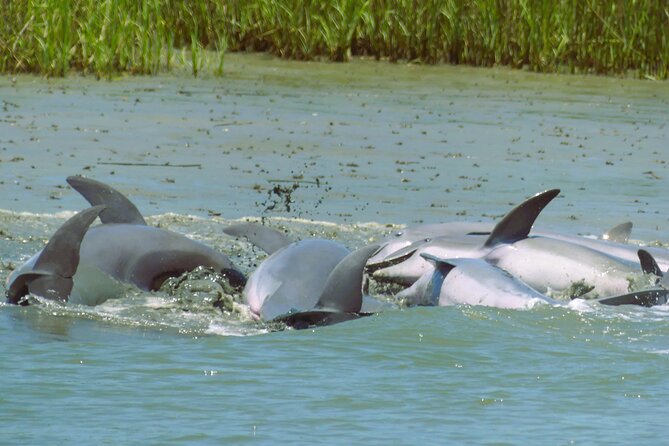 90-Minute Private Dolphin Tour in Hilton Head Island - Tour Details and Inclusions