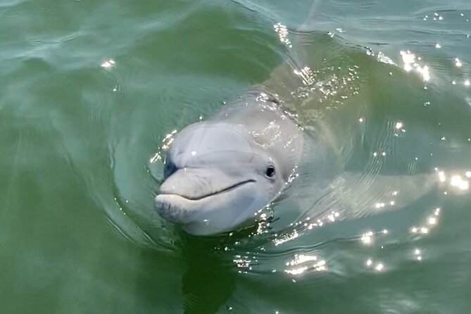 90-Minute Private Dolphin Tour in Hilton Head Island - Meeting and Pickup Information
