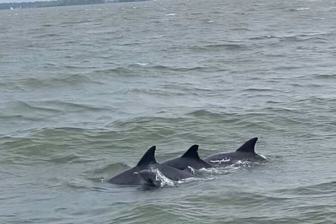 90-Minute Private Dolphin Tour in Hilton Head Island - Captain Marks Expertise and Positive Reviews