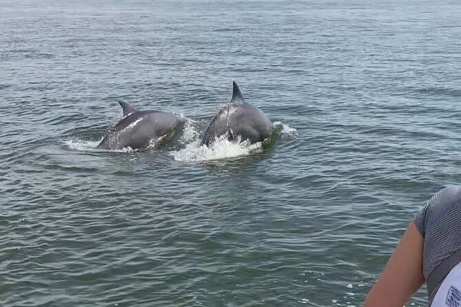 90-Minute Private Dolphin Tour in Hilton Head Island - Booking Information and Reviews