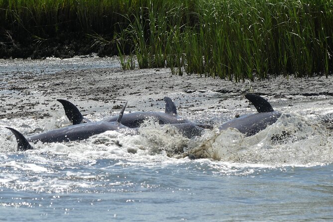 90-Minute Private Dolphin Tour in Hilton Head Island - The Sum Up