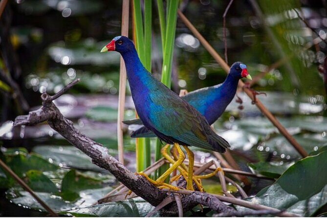 90 Minute Small Group Semi Private Airboat Tour - The Sum Up: Why This Tour Is a Smart Choice