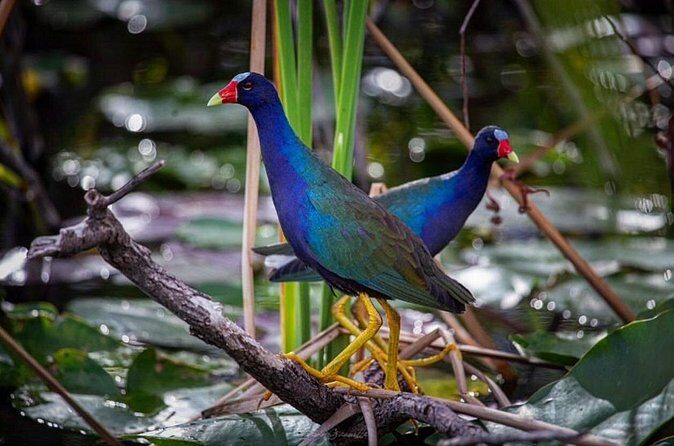 90 Minute Small Group Semi Private Airboat Tour - Frequently Asked Questions