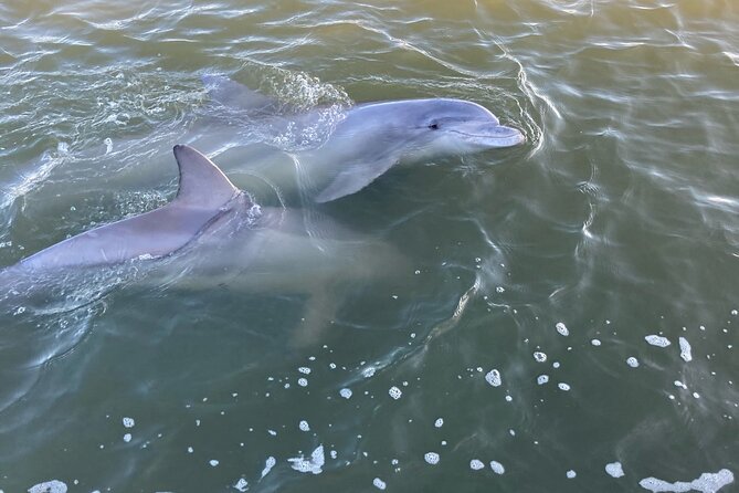 90 Minute Tour to See Dolphins in Hilton Head Island - Tour Experience Highlights