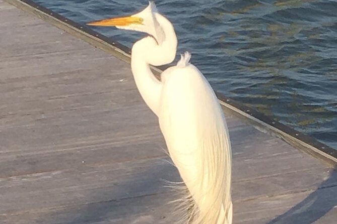 90 Minute Tour to See Dolphins in Hilton Head Island - Additional Information and Requirements