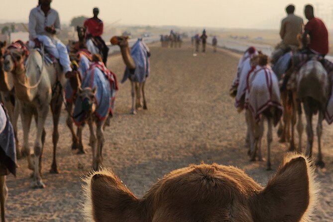 90 Minutes Guided Cultural Camel Riding in Dubai - What to Expect