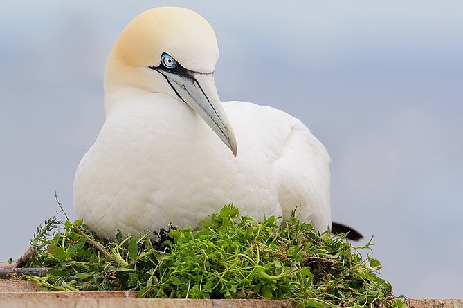 90minute Dolphin, Seal and Scenic Wildlife Cruise - Meeting and Pickup Details