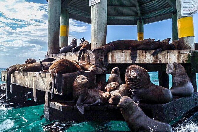 90minute Dolphin, Seal and Scenic Wildlife Cruise - Traveler Photos