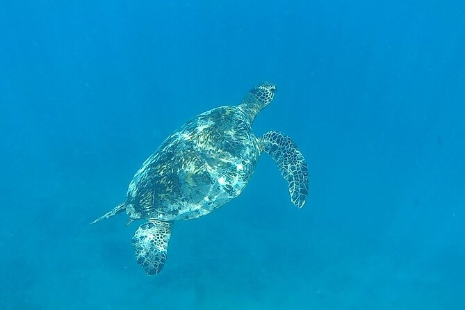 9am Turtle Canyon Snorkel Adventure - Customer Satisfaction and Wildlife Sightings