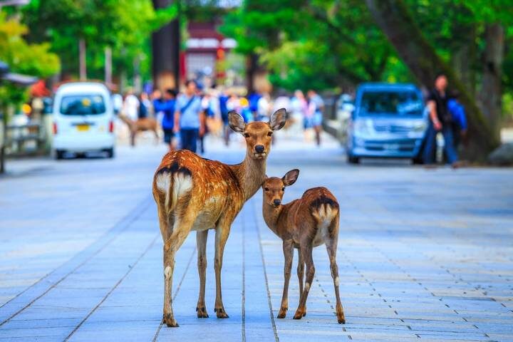 9D Splendid Japan-Private 3 Star Hotels-Osaka to Tokyo by Stunning Tours - What the price covers, and what it does not