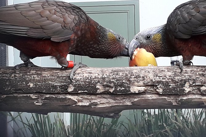 A 2 Hour Small Group Dunedin City Highlights Tour - Meeting and Pickup
