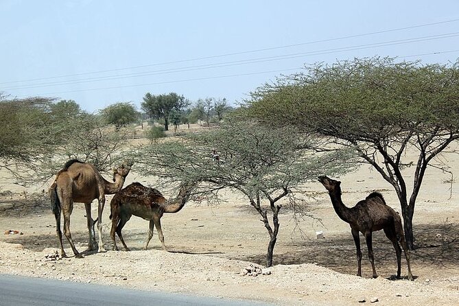A Camel Safari Through The Thar Desert Sand Dunes Near Bikaner - Meeting and Pickup Details
