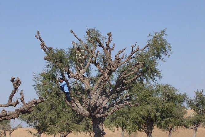 A Camel Safari Through The Thar Desert Sand Dunes Near Bikaner - Customer Reviews